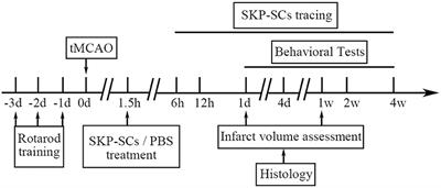 Intracarotid Transplantation of Skin-Derived Precursor Schwann Cells Promotes Functional Recovery After Acute Ischemic Stroke in Rats